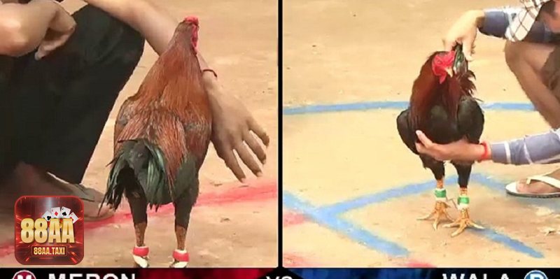 Đá gà Thomo - Đá gà Thomo – Nguồn gốc, bản sắc & hệ thống hạng Đá gà Thomo - Đá gà Thomo – Nguồn gốc, bản sắc & hệ thống hạng