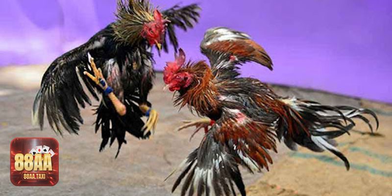Đá gà cựa dao - Hạng cân & điều kiện thể trạng Đá gà cựa dao - Hạng cân & điều kiện thể trạng