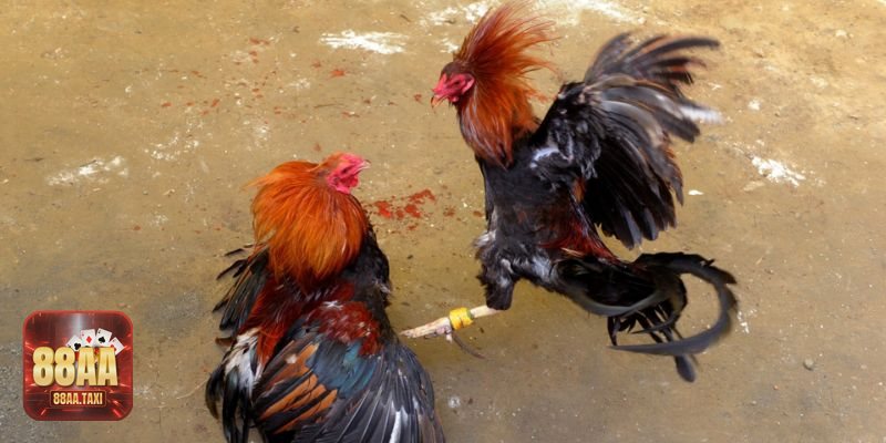 Đá gà cựa dao - Khác biệt phong cách Đá gà cựa dao - Khác biệt phong cách